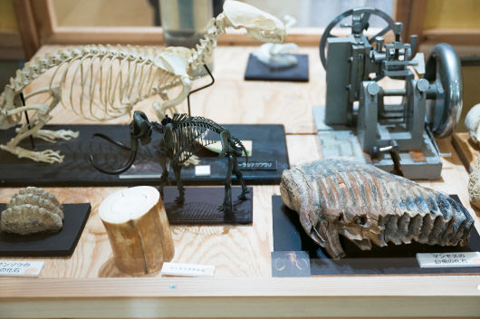 骨格標本の展示
