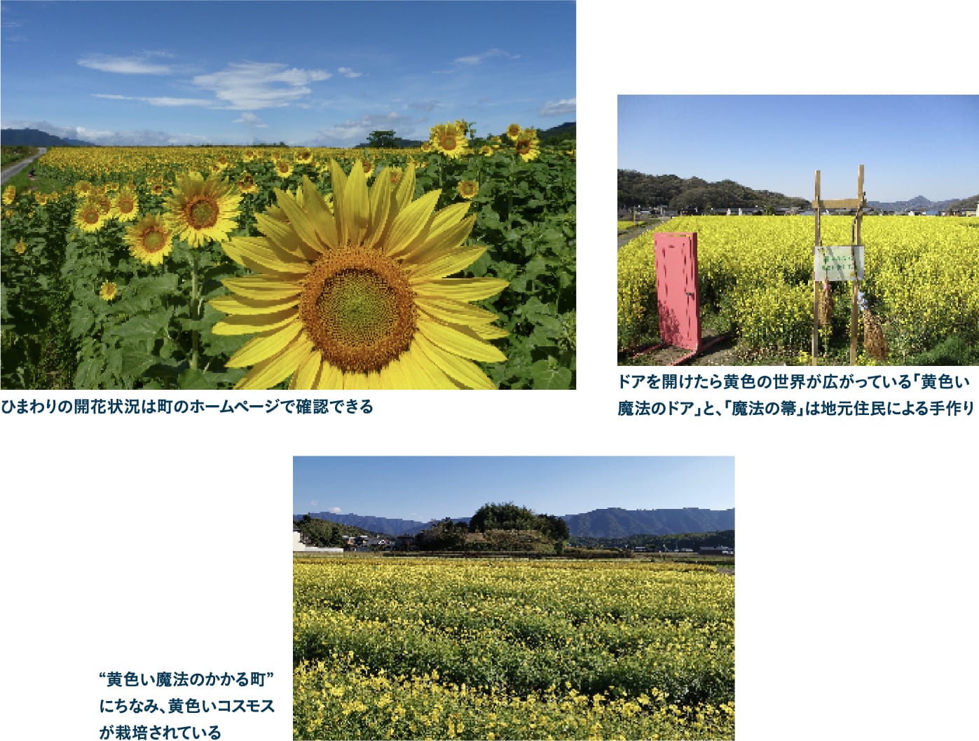 一面に花が咲く帆山周辺 鮮やかな黄色い世界を散策