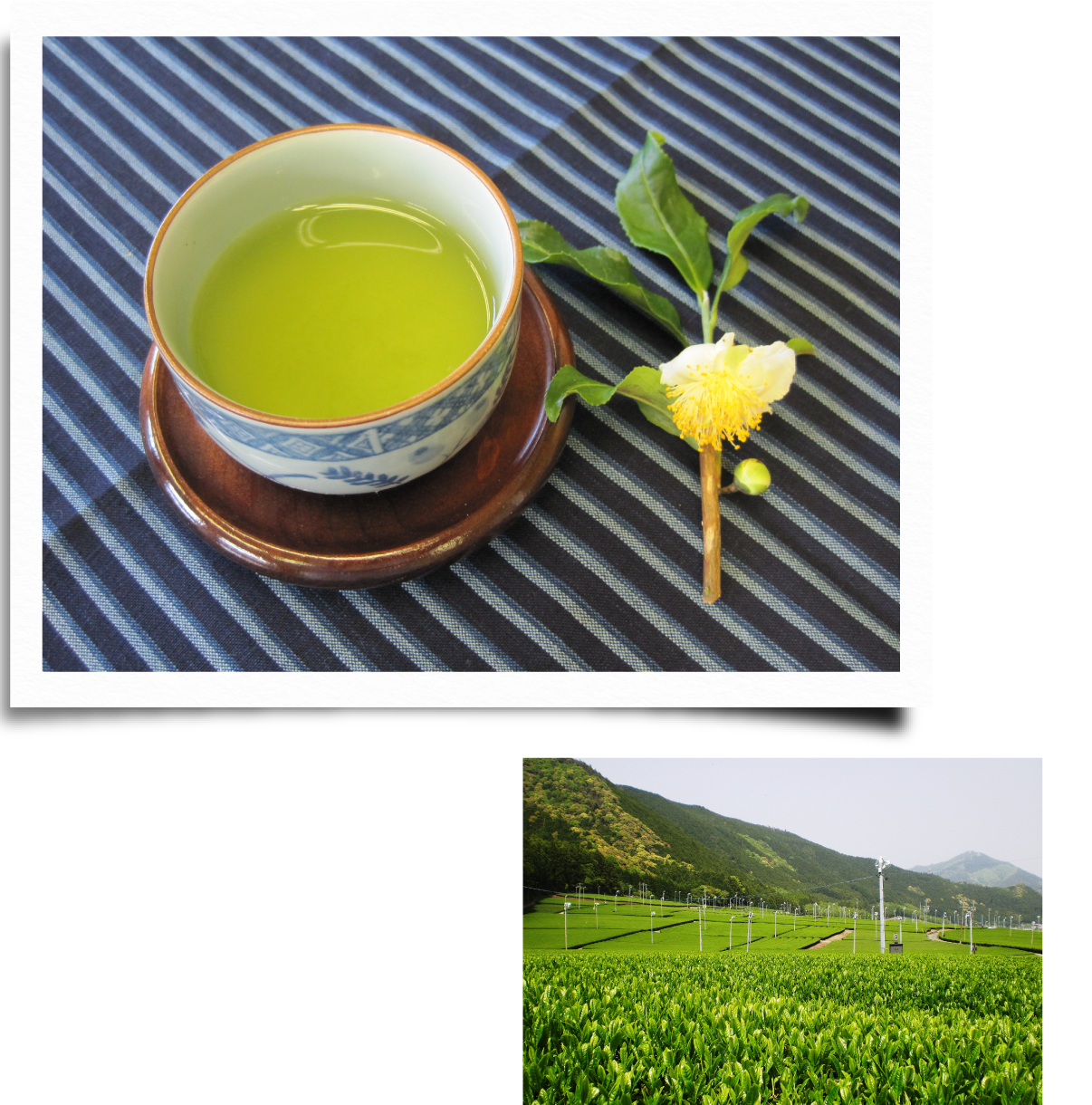 松阪茶 西日本が誇る茶産地で生まれた緑濃い美しき日本茶