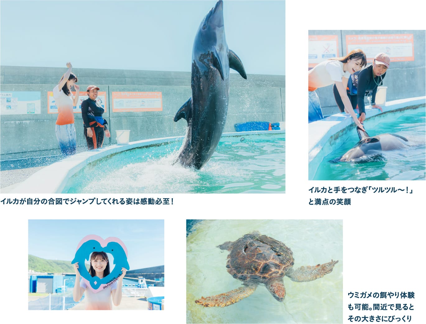 室戸ドルフィンセンターで イルカと触れ合うトレーナー体験