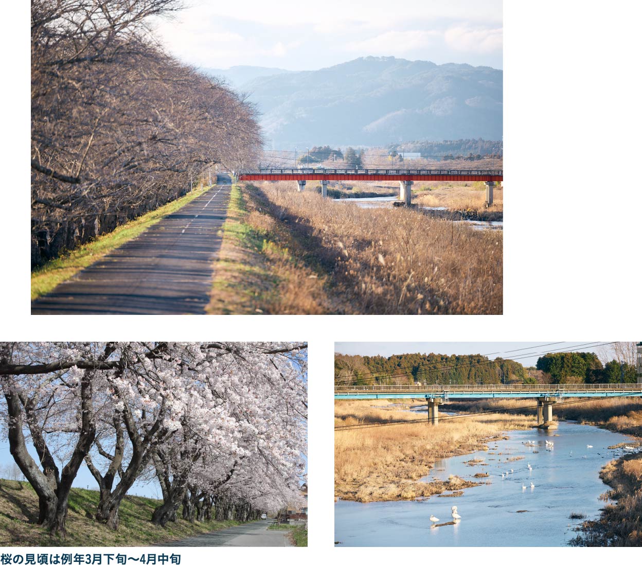 桜スポットとしても知られる請戸川リバーラインを歩く