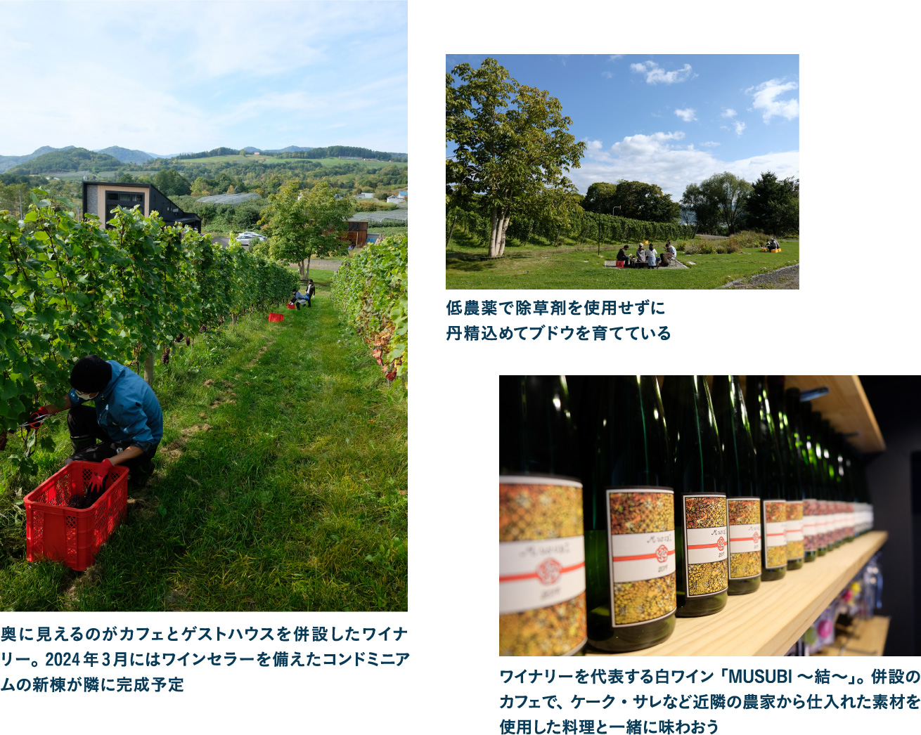 新進気鋭のワイナリーDomaine Blessで仁木町のワインの歴史やこだわりを学ぶ