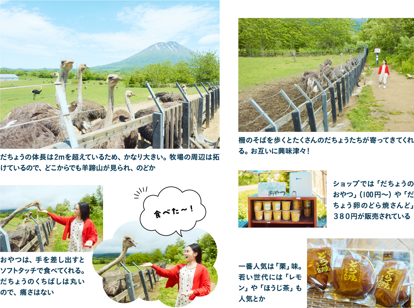 13:30 第二有島だちょう牧場でふれあい