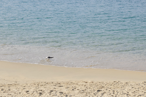 夏浜のビーチで貝殻を掲げる久間田琳加さんと、美しい海辺の風景
