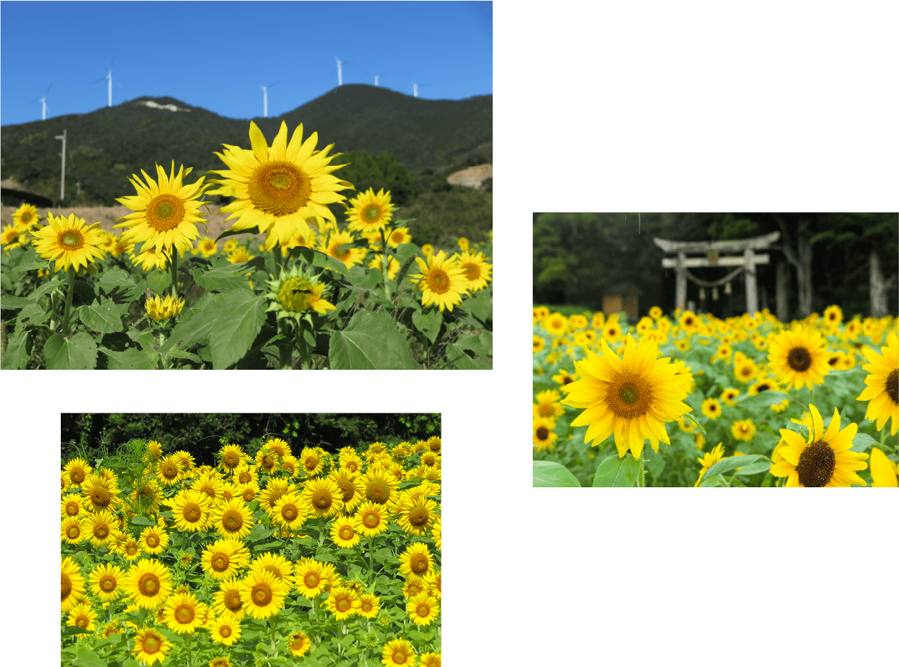 秋なのに、真夏の景色!?頭集地区の遅咲きひまわり