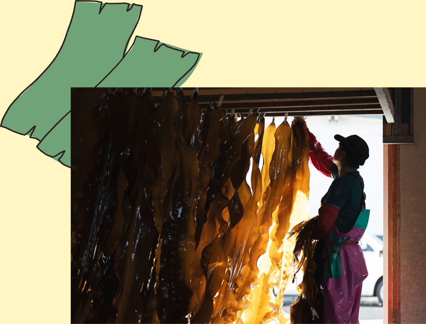 縄文時代から続く好漁場 内浦湾で育つ真昆布