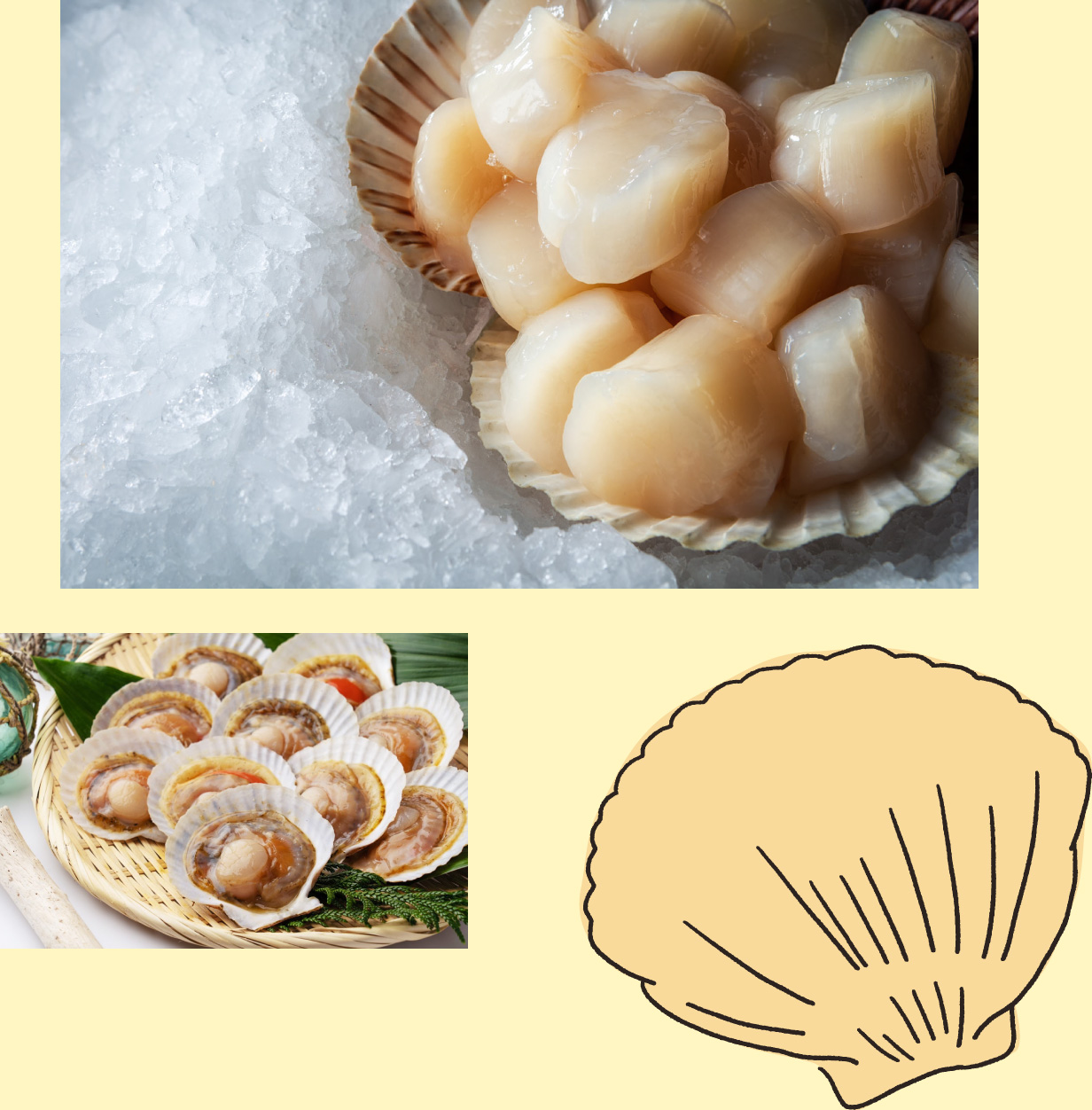 耳吊りという養殖漁法で 大切に育てられたホタテ