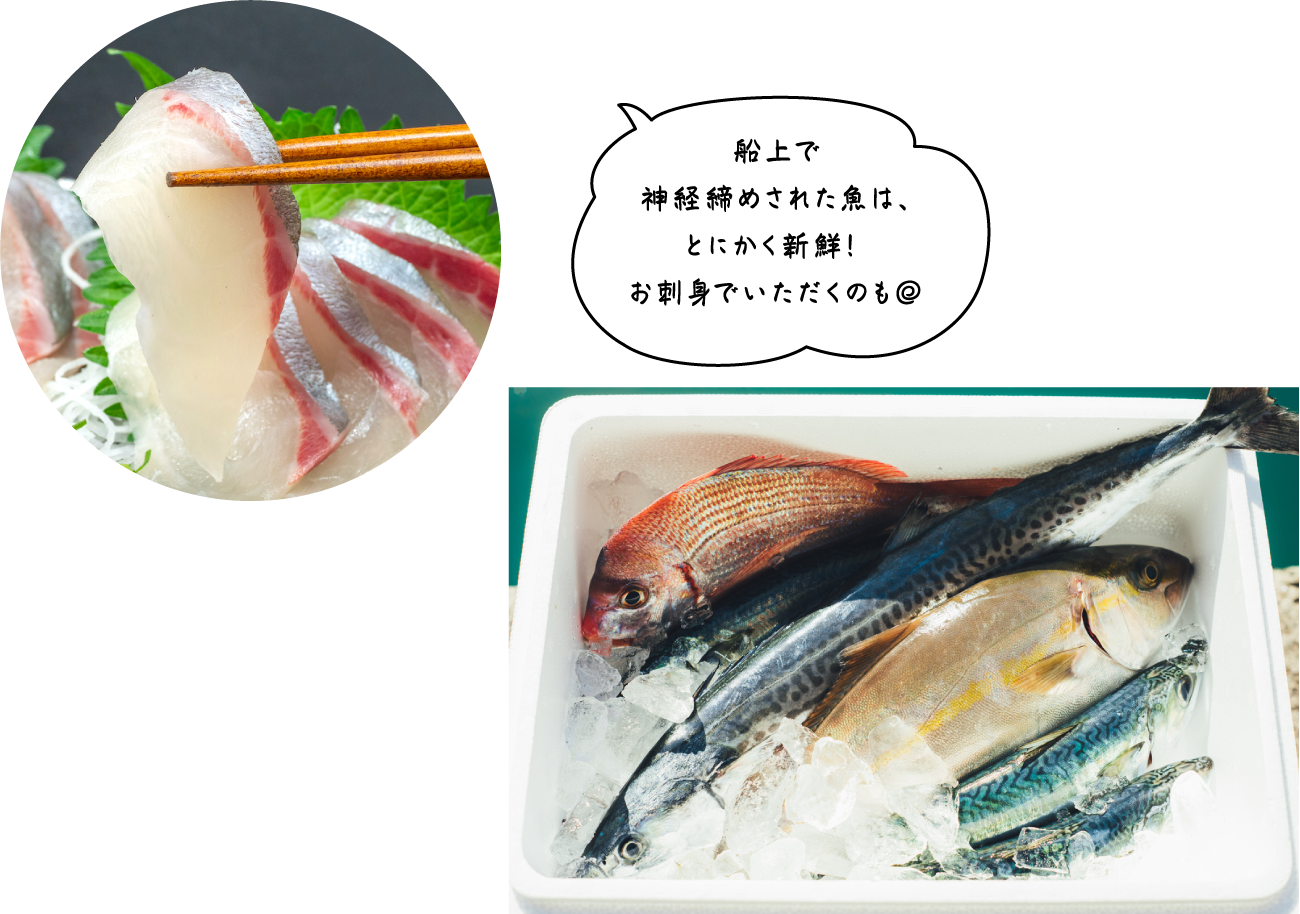 須崎の魚
