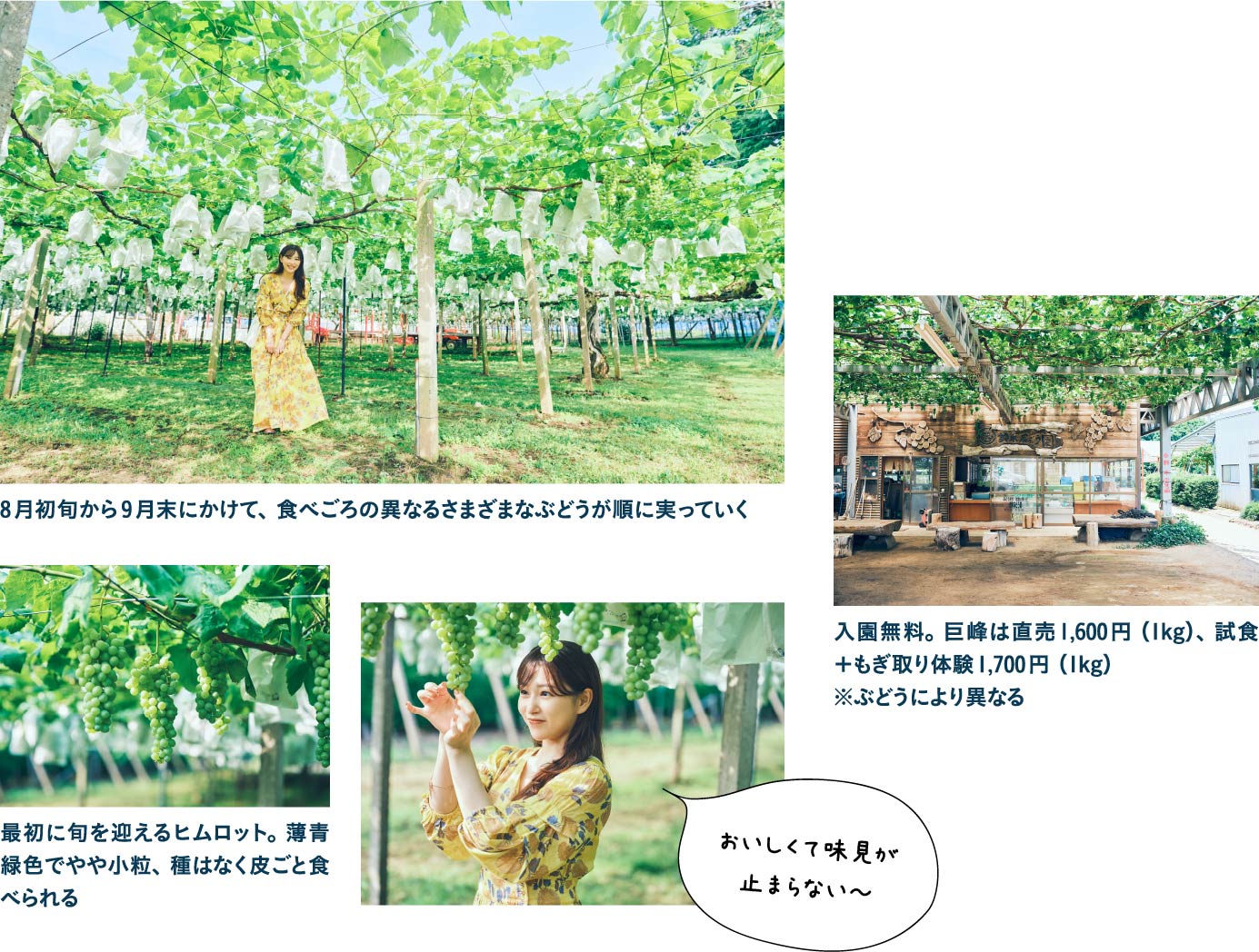 約100本、20品種のぶどうを栽培東金ぶどう郷・（忠）鈴木ぶどう園