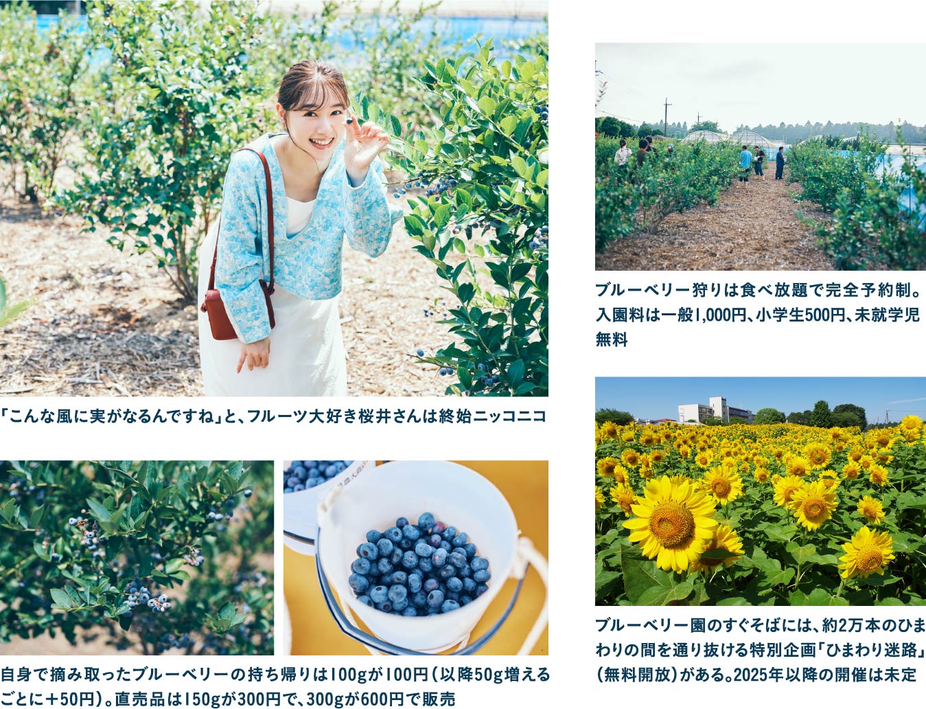 千葉県立農業大学校の学生が運営する農園でブルーベリー狩りを体験