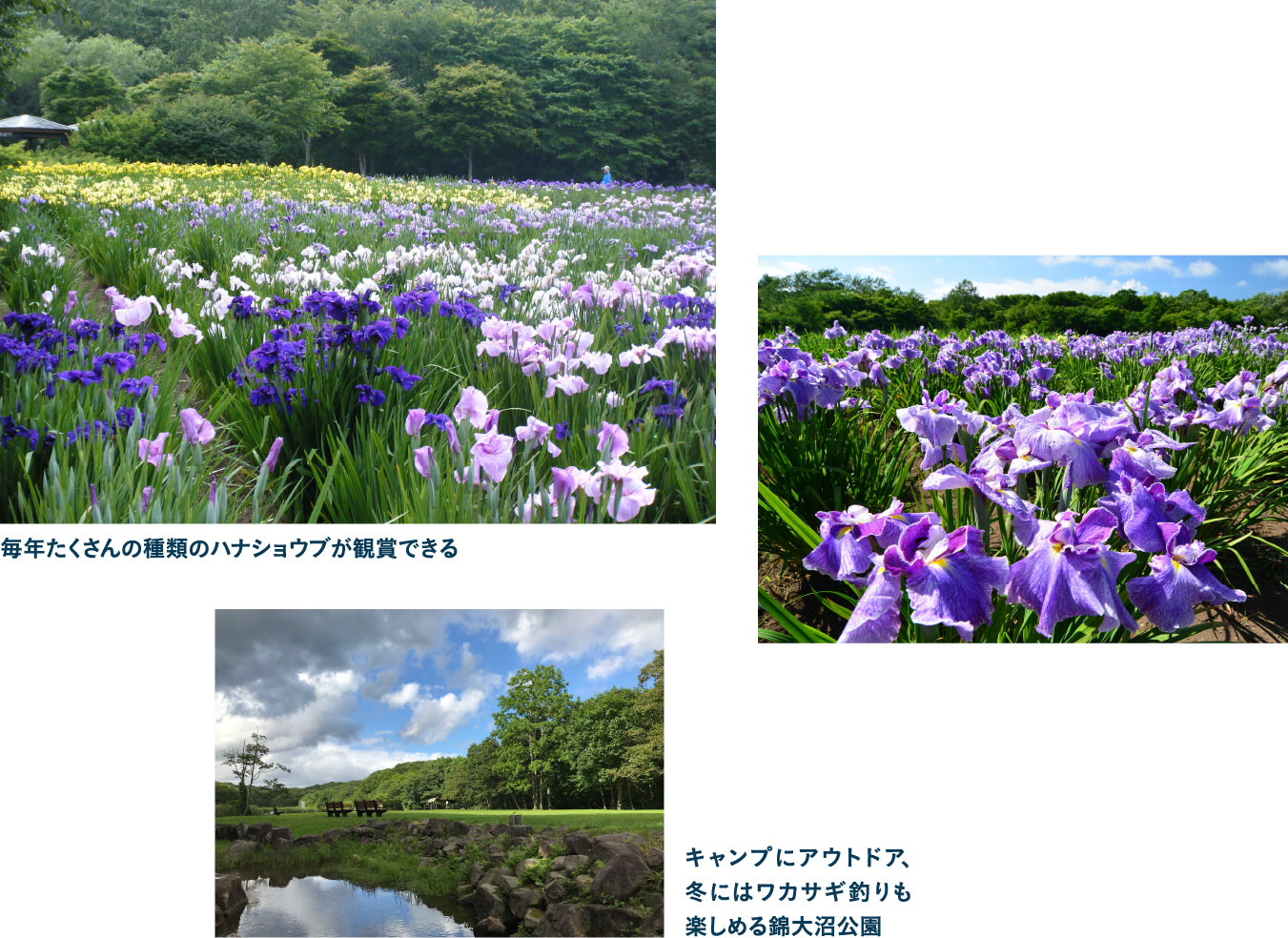 錦大沼ハナショウブ園