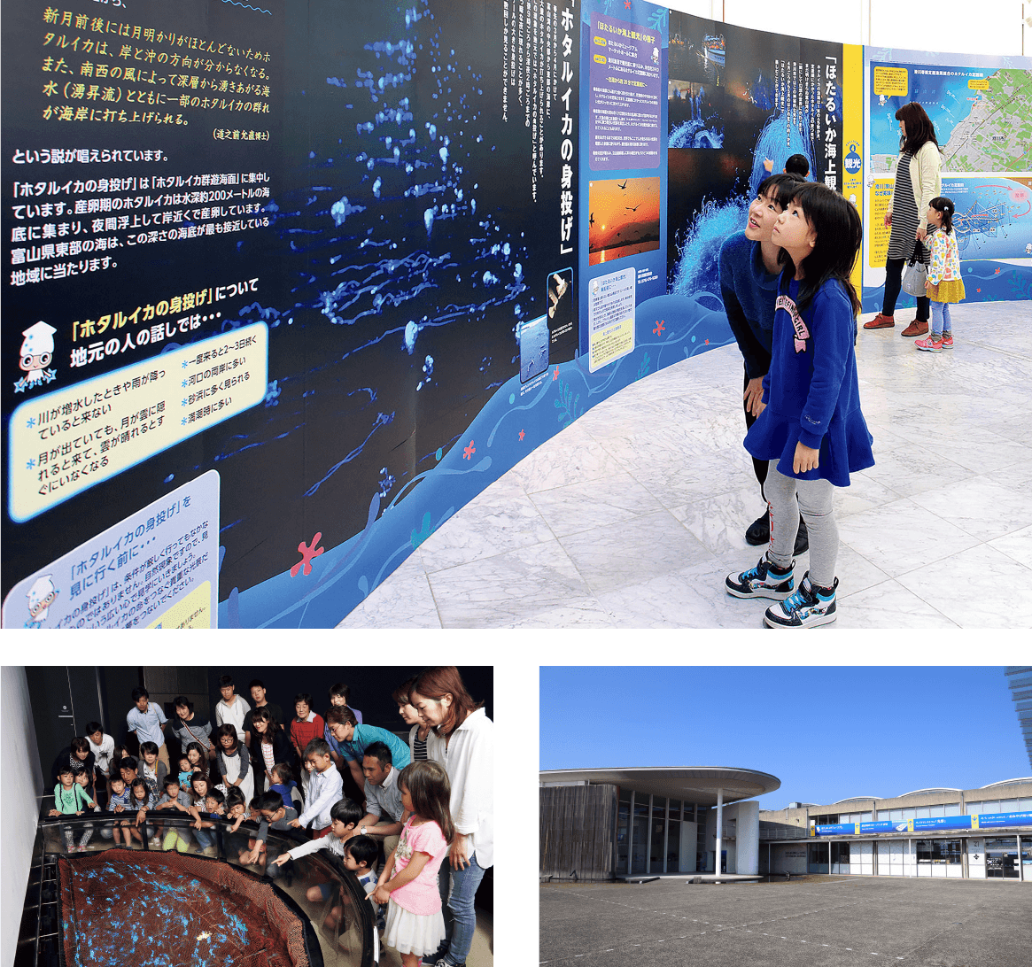 観光 ほたるいかミュージアム 深海できらめく天然のイルミネーションにうっとり