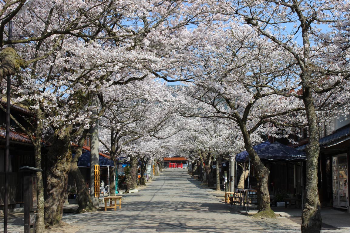 新庄村の春を鮮やかに彩るがいせん桜のトンネルを歩く