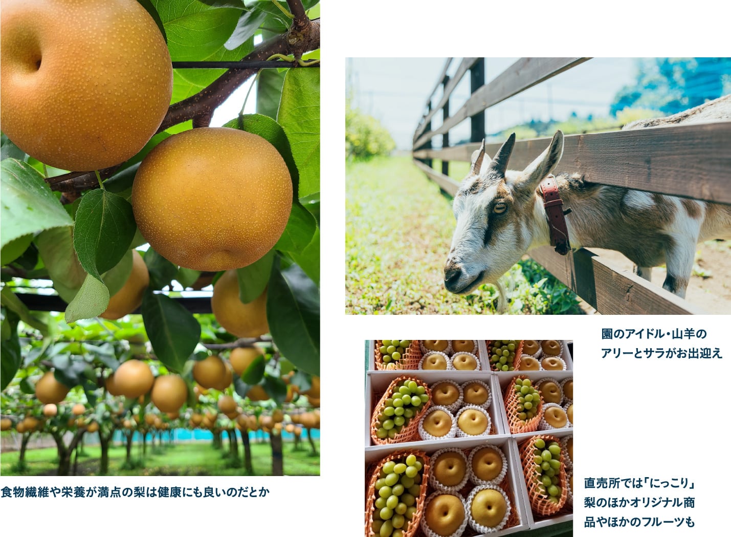 山口果樹園で栃木県の特産品 大きくて甘い「にっこり」梨をゲット