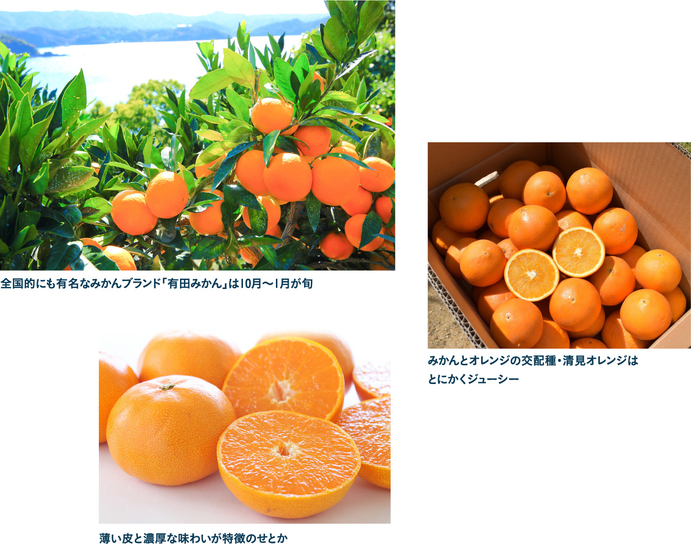 おいしいもの5 柑橘類