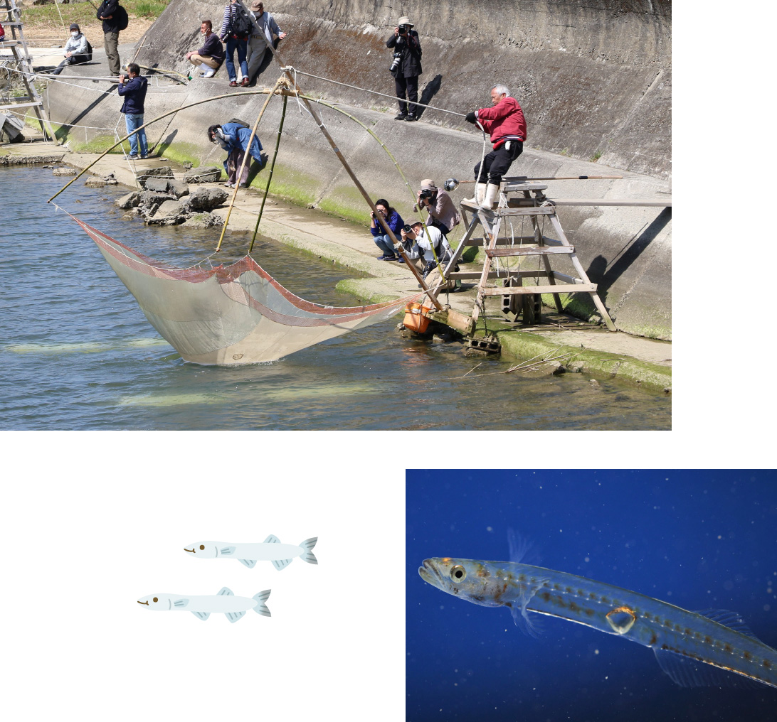 紀州湯浅のシロウオまつり