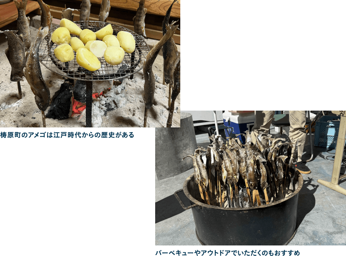 清流が育む幻の川魚ゆすはらアメゴは塩焼きで