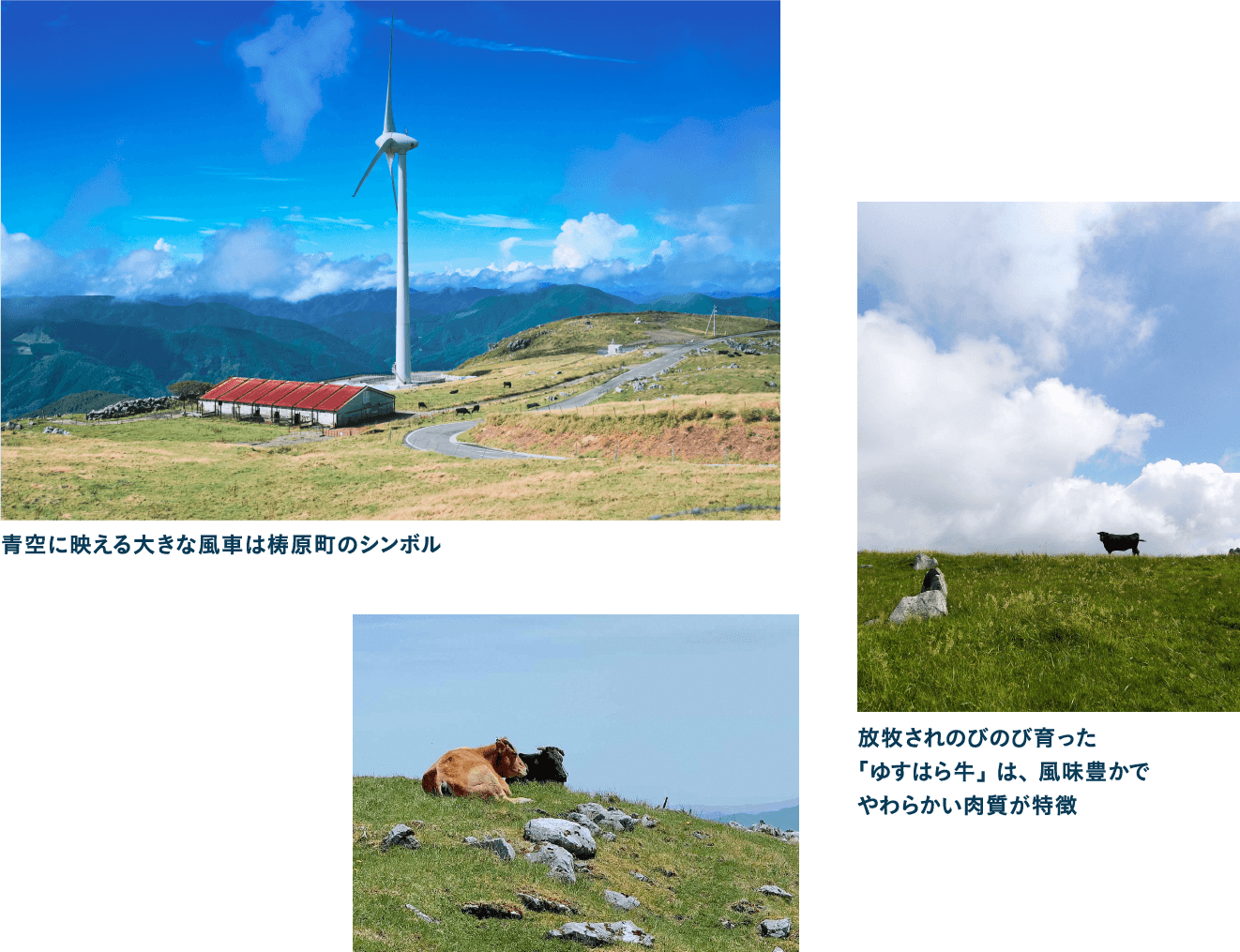 まるで日本のスイス！四国カルストの放牧牛