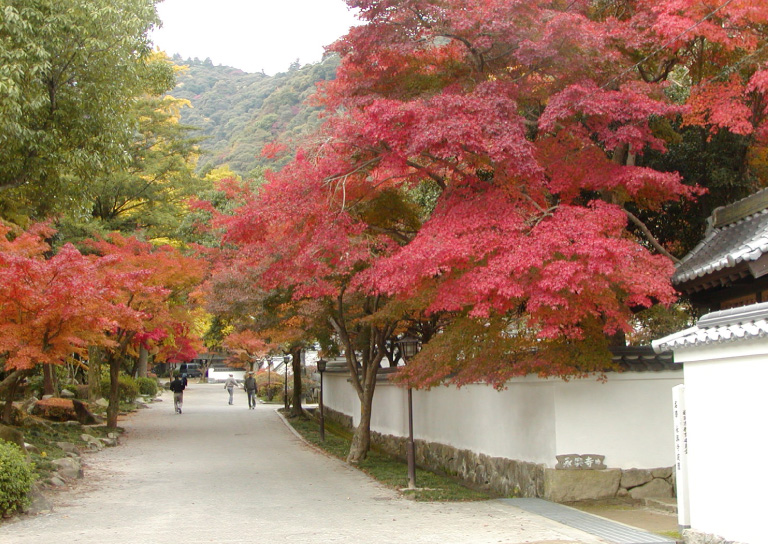 紅葉谷公園で紅葉を楽しむ