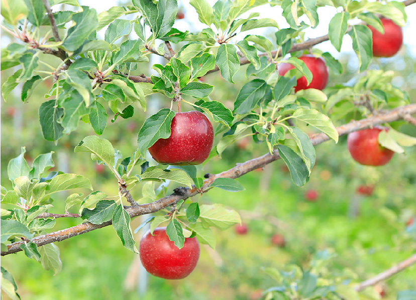 8月下旬に成熟する早生種のリンゴ「恋空」。
