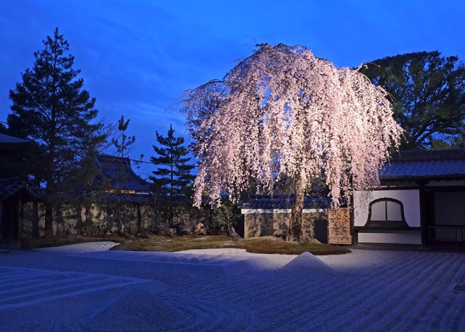高台寺の桜のライトアップ