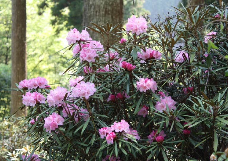 大井平公園に咲き誇るピンクのかわいいシャクナゲ
