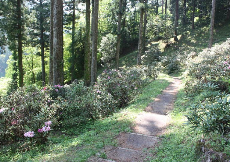 大井平公園に咲き誇るピンクのかわいいシャクナゲ