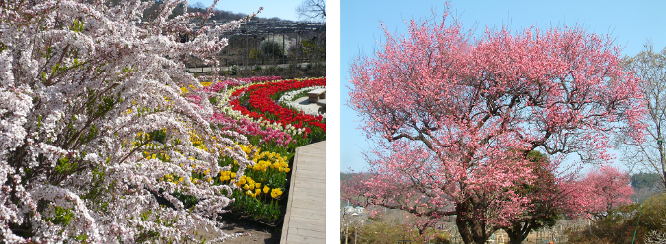 2 咲き誇る春の花に癒されるあしかがフラワーパーク
