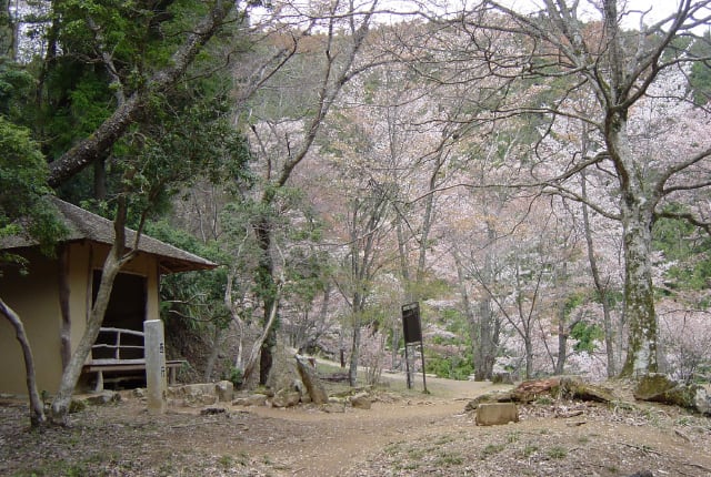 吉野山のシロヤマザクラ