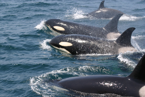 陸から近い海域でクジラ・イルカウォッチング