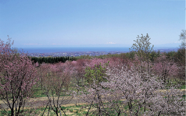 北の大地で今年最後の”桜”に合う