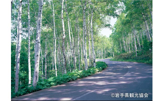 緑豊かな県立自然公園、平庭高原に広がる日本有数の白樺美林