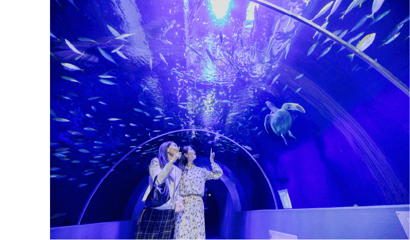 「南部潜り」「海女の素潜り」の実演を見学できる水族館