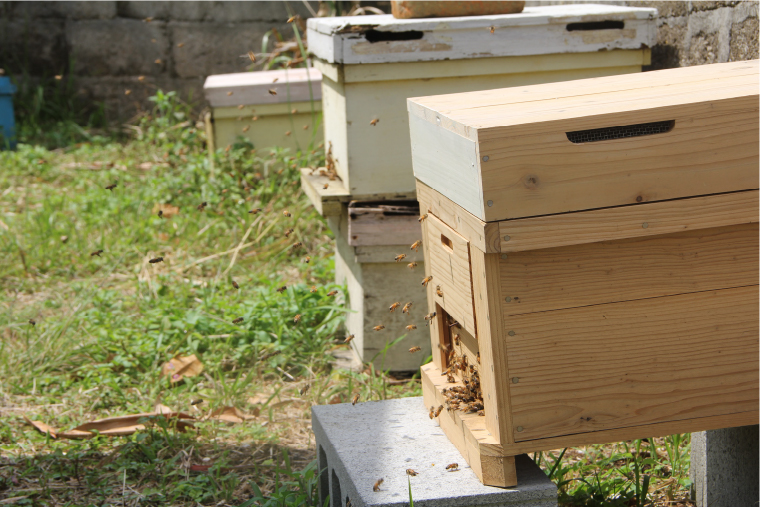 化粧品に使うハチミツやミツロウは自社養蜂園で収獲したもの