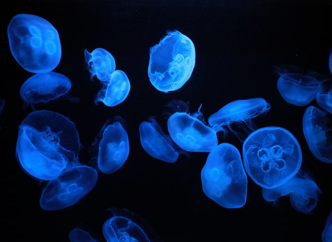 下田海中水族館