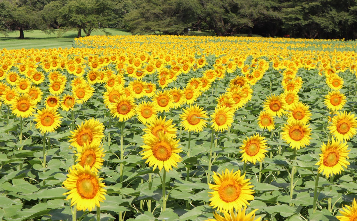 国営昭和記念公園