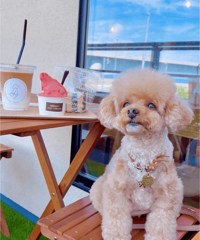 愛犬と心置きなく くつろげるカフェ 沖洲ドッグガーデン