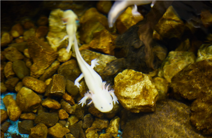 かすみがうら市水族館