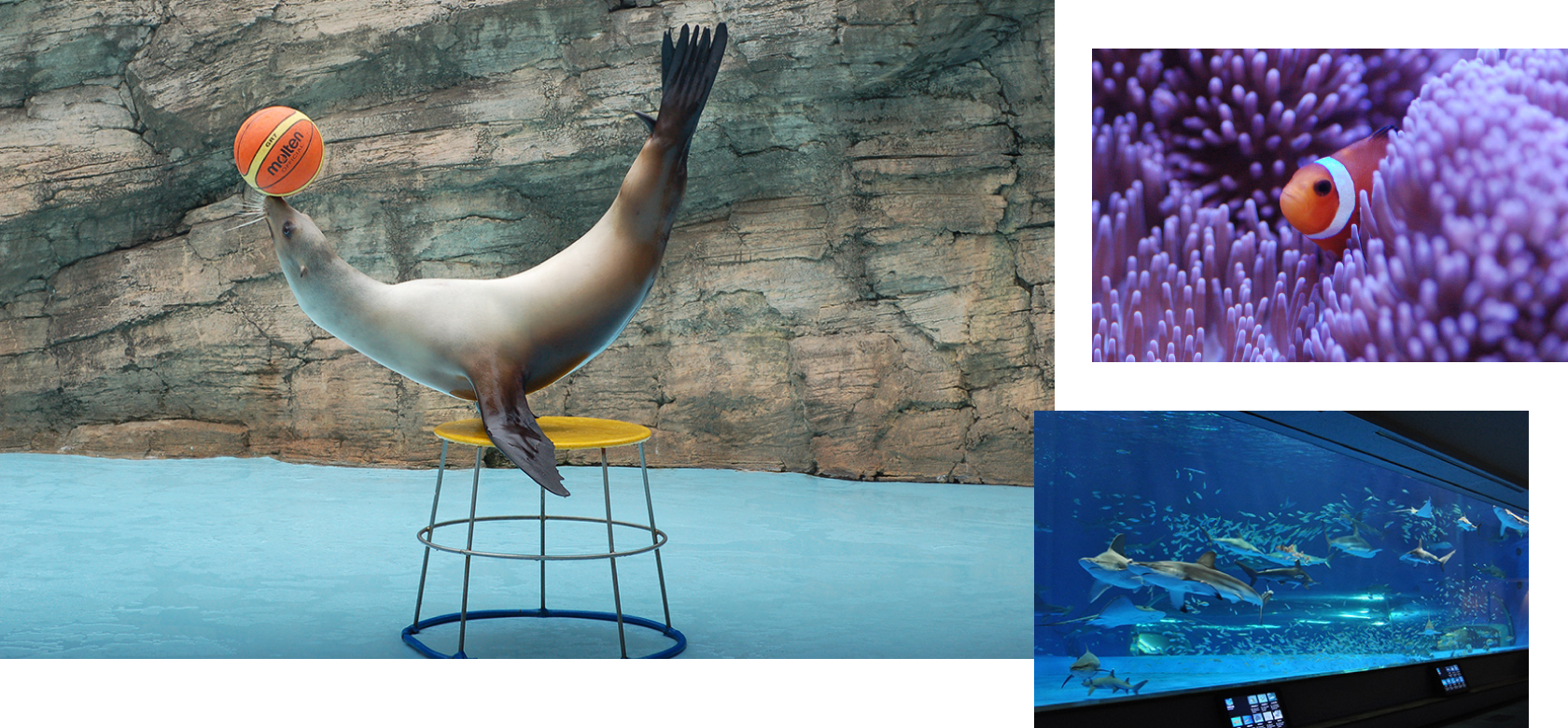 「島根県立しまね海洋館アクアス」よりペア入館券をプレゼント！