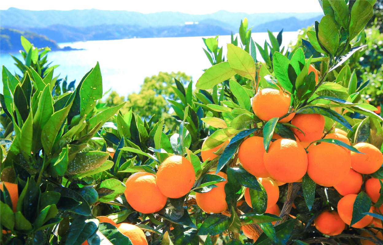 全国的にも有名なみかんブランド「有田みかん」は10月～1月が旬