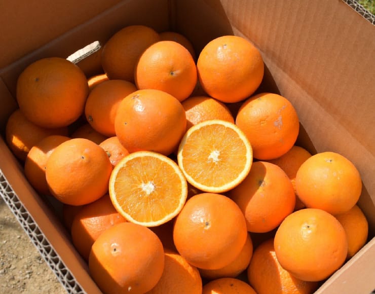 みかんとオレンジの交配種・清見オレンジはとにかくジューシー