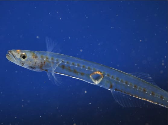 3月中旬～下旬 紀州湯浅のシロウオまつり