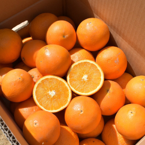 湯浅町コラム KITTE大阪で買える！湯浅町のおいしいもの図鑑