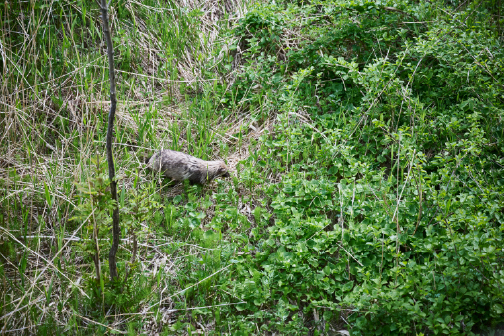島内にも森林が広がり、運が良ければ野生動物にも巡り合えるかも