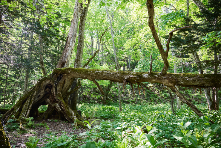 エゾマツやカツラなどの木々が生えており、中には樹齢100年以上の巨木も！市街地の近くとは思えないほど雄大な自然が広がっている
