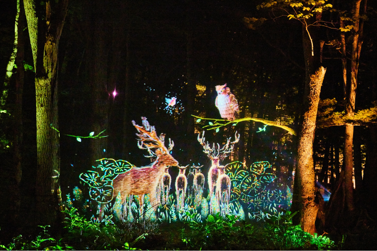 阿寒湖の森ナイトウォーク