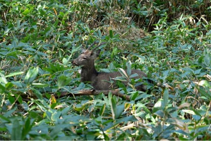 野生のシカ