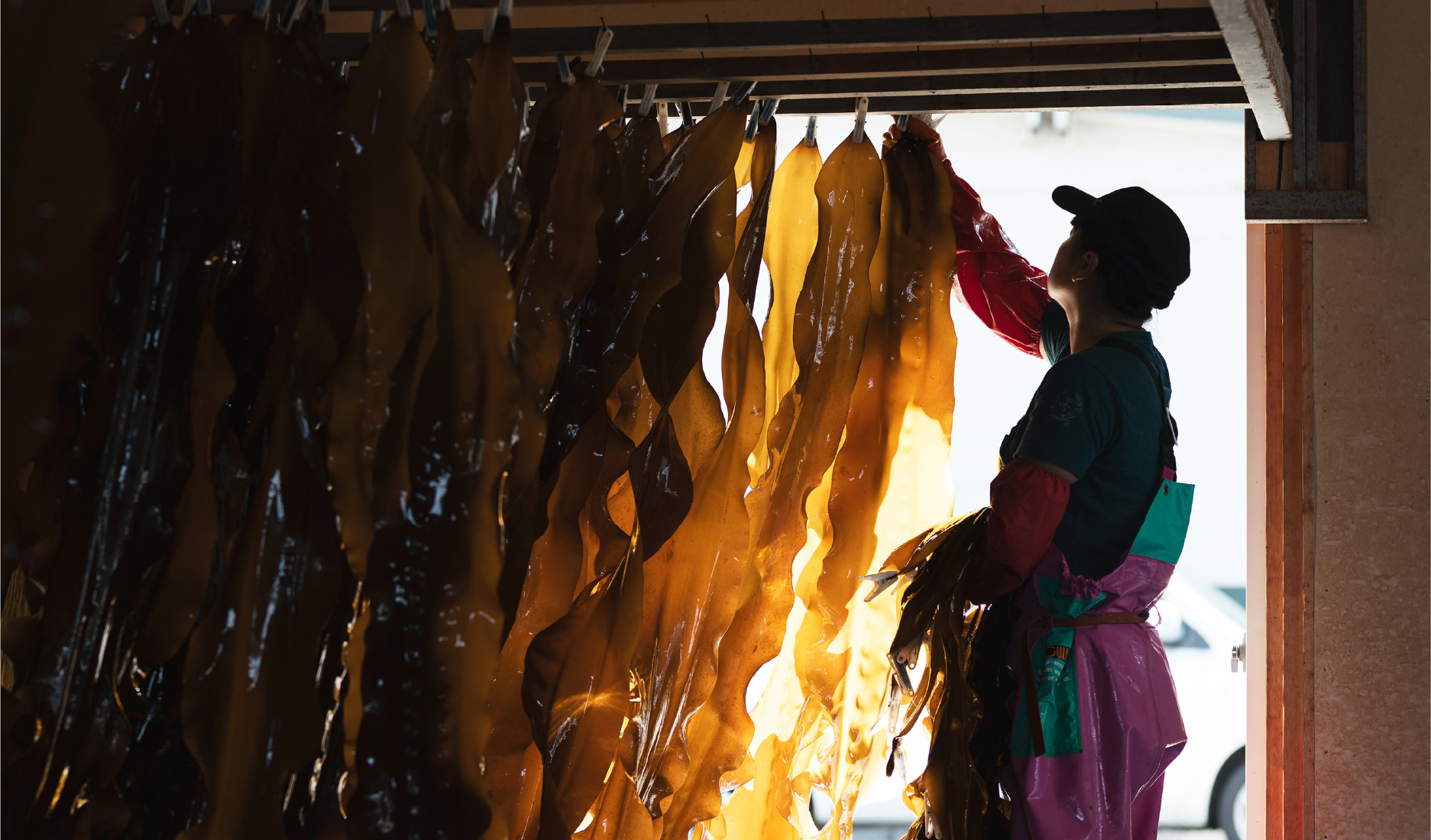 縄文時代から続く好漁場 内浦湾で育つ真昆布