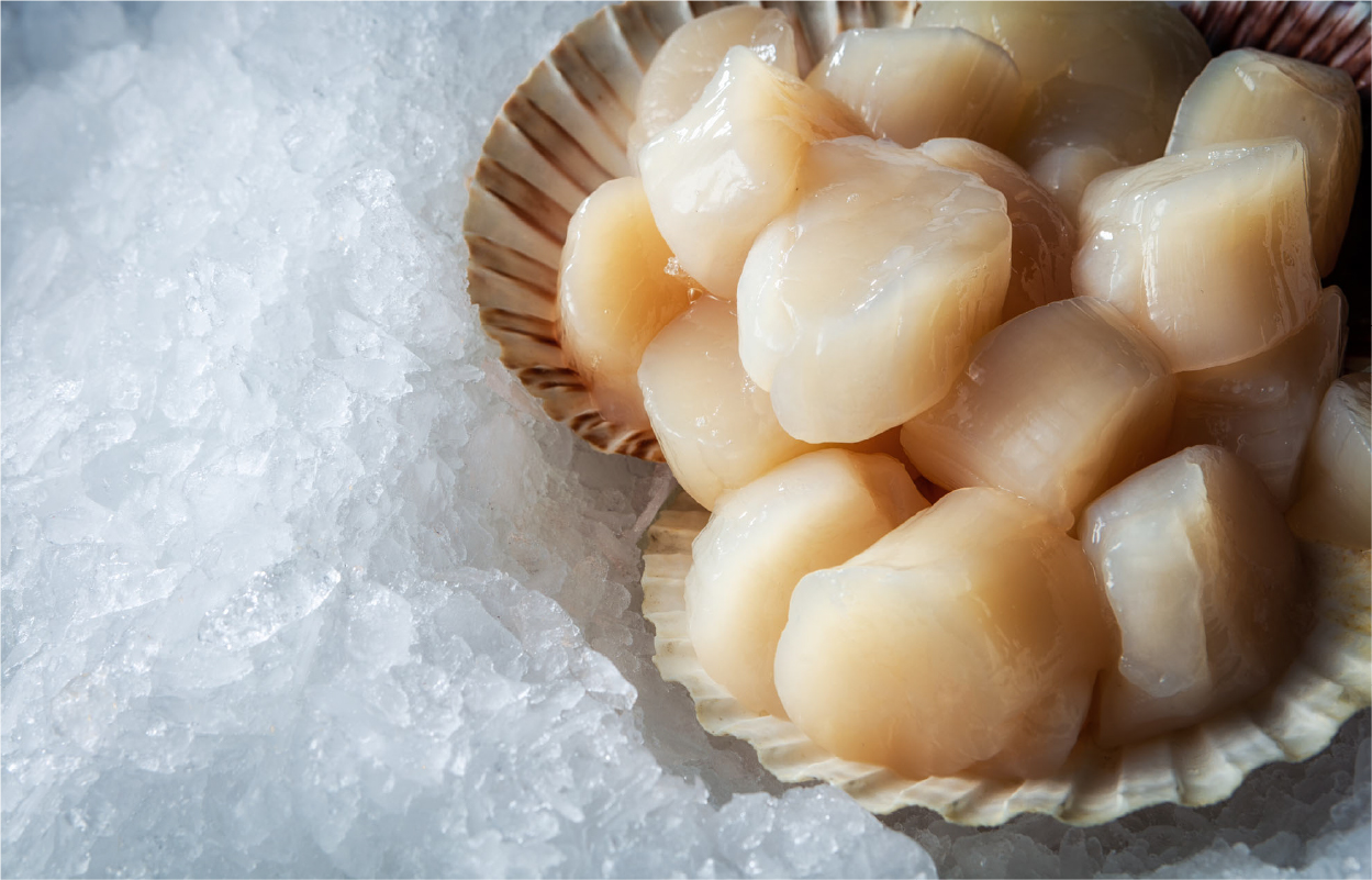 耳吊りという養殖漁法で 大切に育てられたホタテ