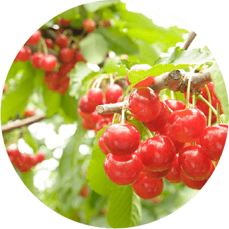 観光情報を探す